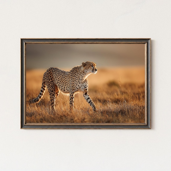 Cheetah Walking In Golden Savannah Wildlife Wall Art Print