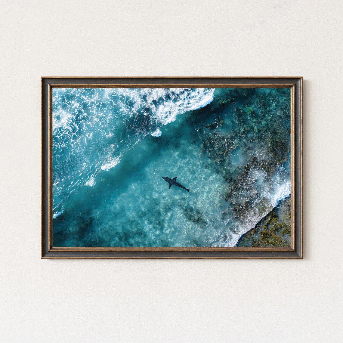 Whale Shark Swimming Over Coral Reef Surf Aerial Ocean Poster
