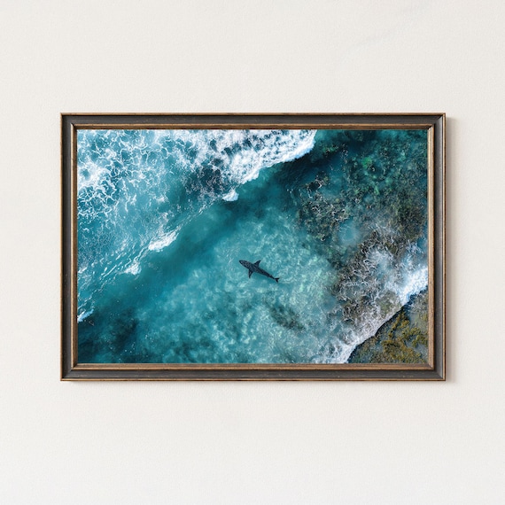 Whale Shark Swimming Over Coral Reef Surf Aerial Ocean Poster