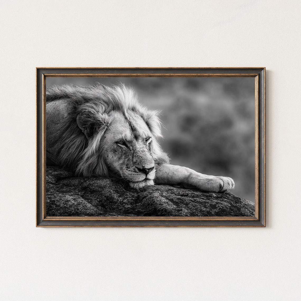 Sleeping Lion Black And White Wildlife Photography Print