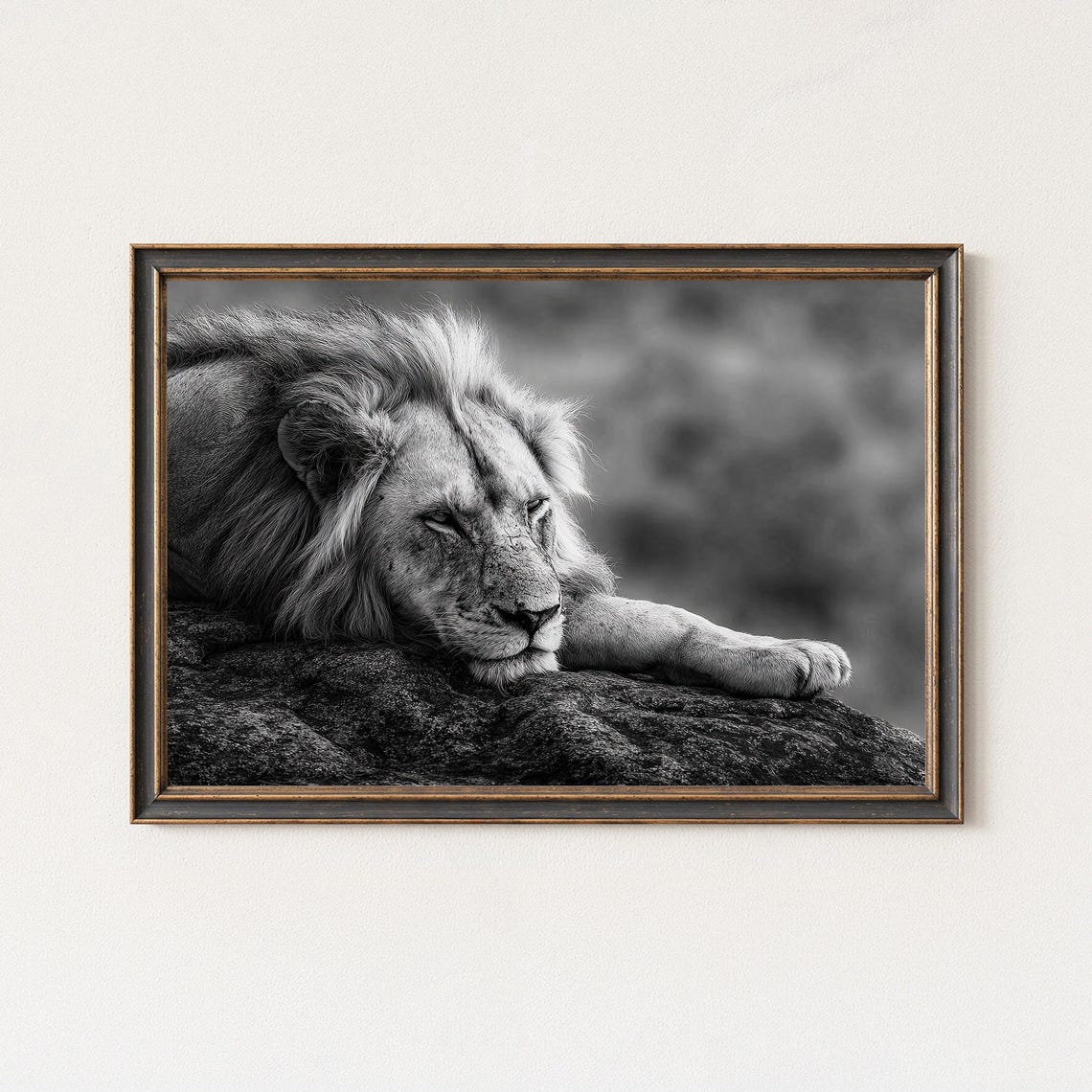 Sleeping Lion Resting On Rock Black And White Wildlife Poster
