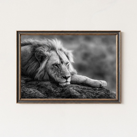 Sleeping Lion Black And White Wildlife Photography Print