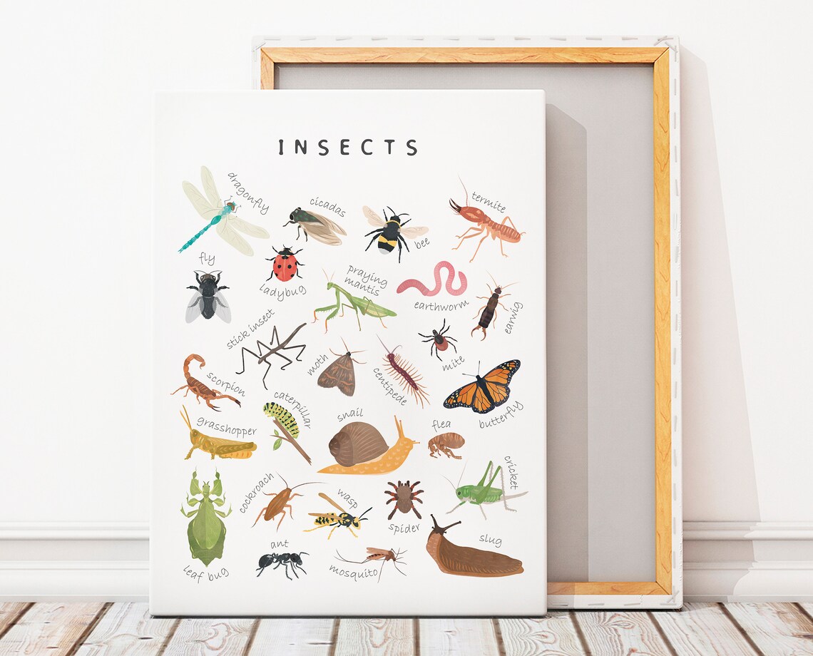 Educational Bugs Poster, Insects Classroom Decor Print - Image 3