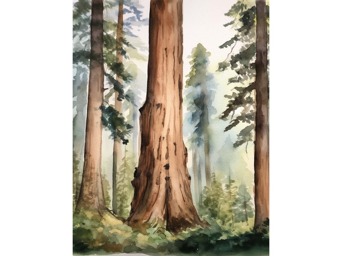 Sequoia Trees Watercolor Art Print, California Forest