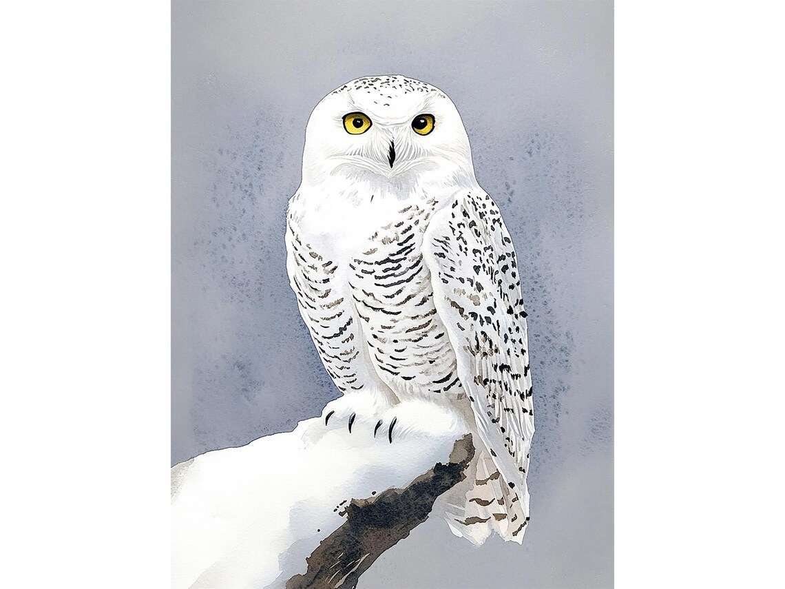 Snowy Owl Watercolor Art Print, Farmhouse Decor