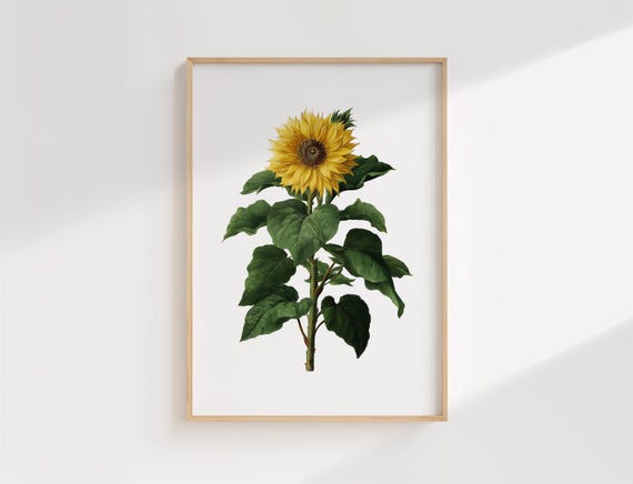 Sunflower Botanical Print Vintage Illustration Of Yellow Helianthus With Green Leaves