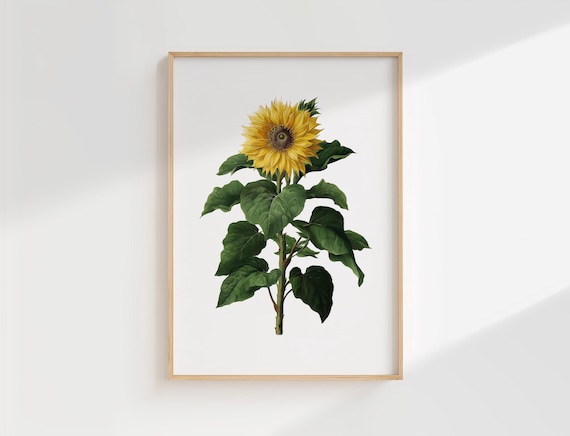 Sunflower Vintage Botanical Illustration Yellow Bloom Floral Wall Poster