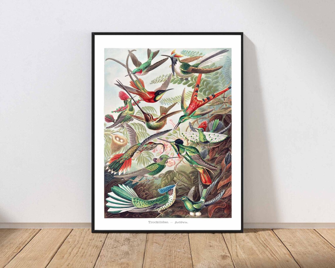 Haeckel Hummingbirds Trochilidae Vintage Natural History Art Poster
