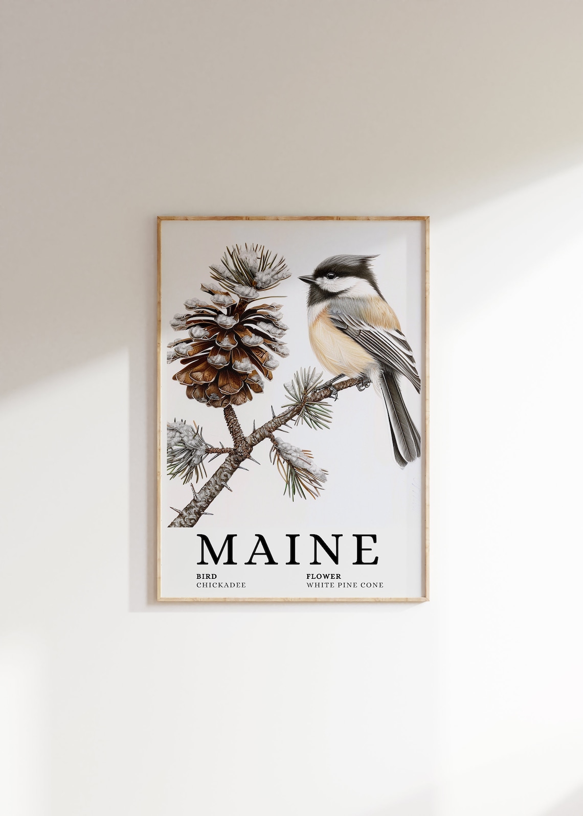 Maine State Bird Chickadee And White Pine Cone Botanical Art Print