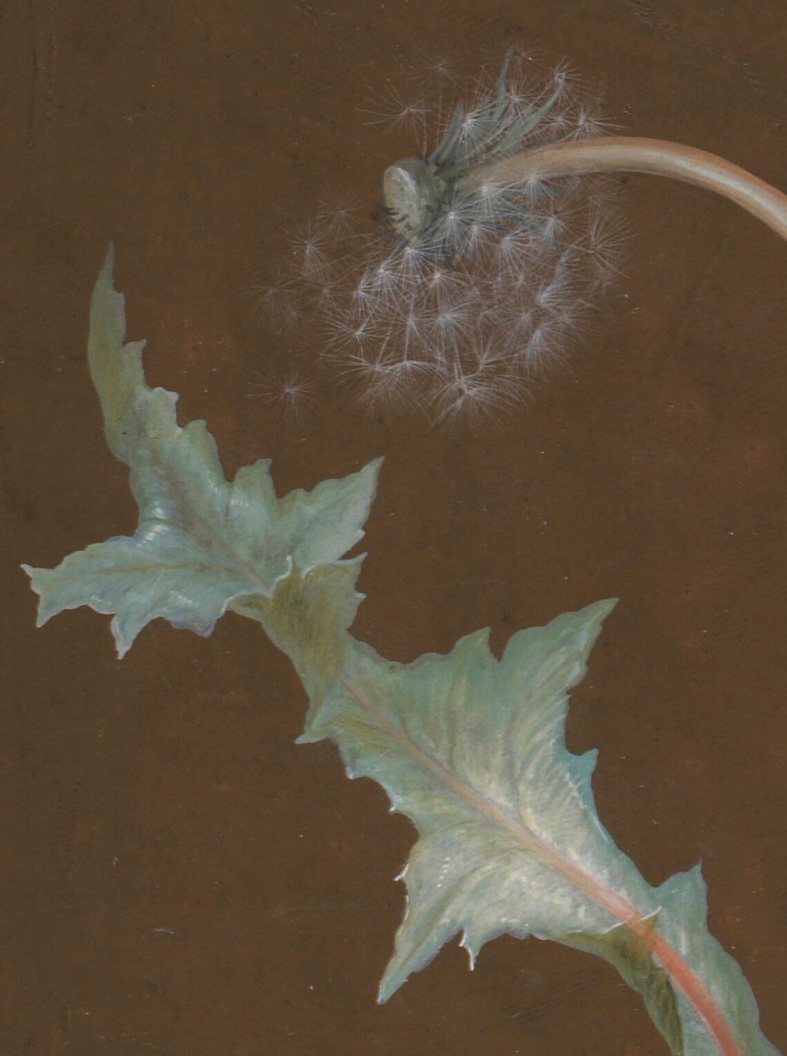 Vintage Dandelion Flower Botanical Art Print - Image 2