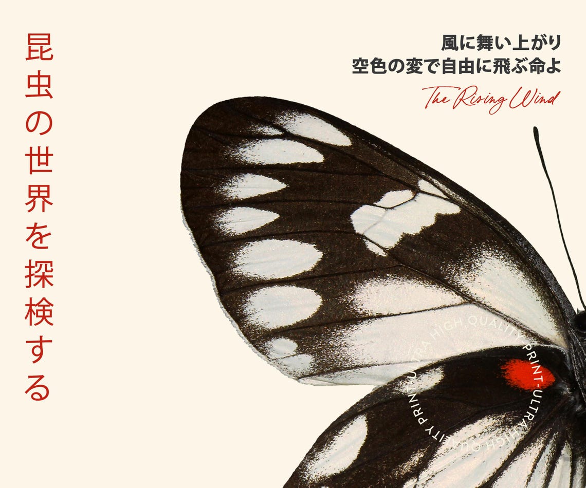 Tokyo Black White Butterfly Japan 1977 Retro Entomology Wall Print - Image 5