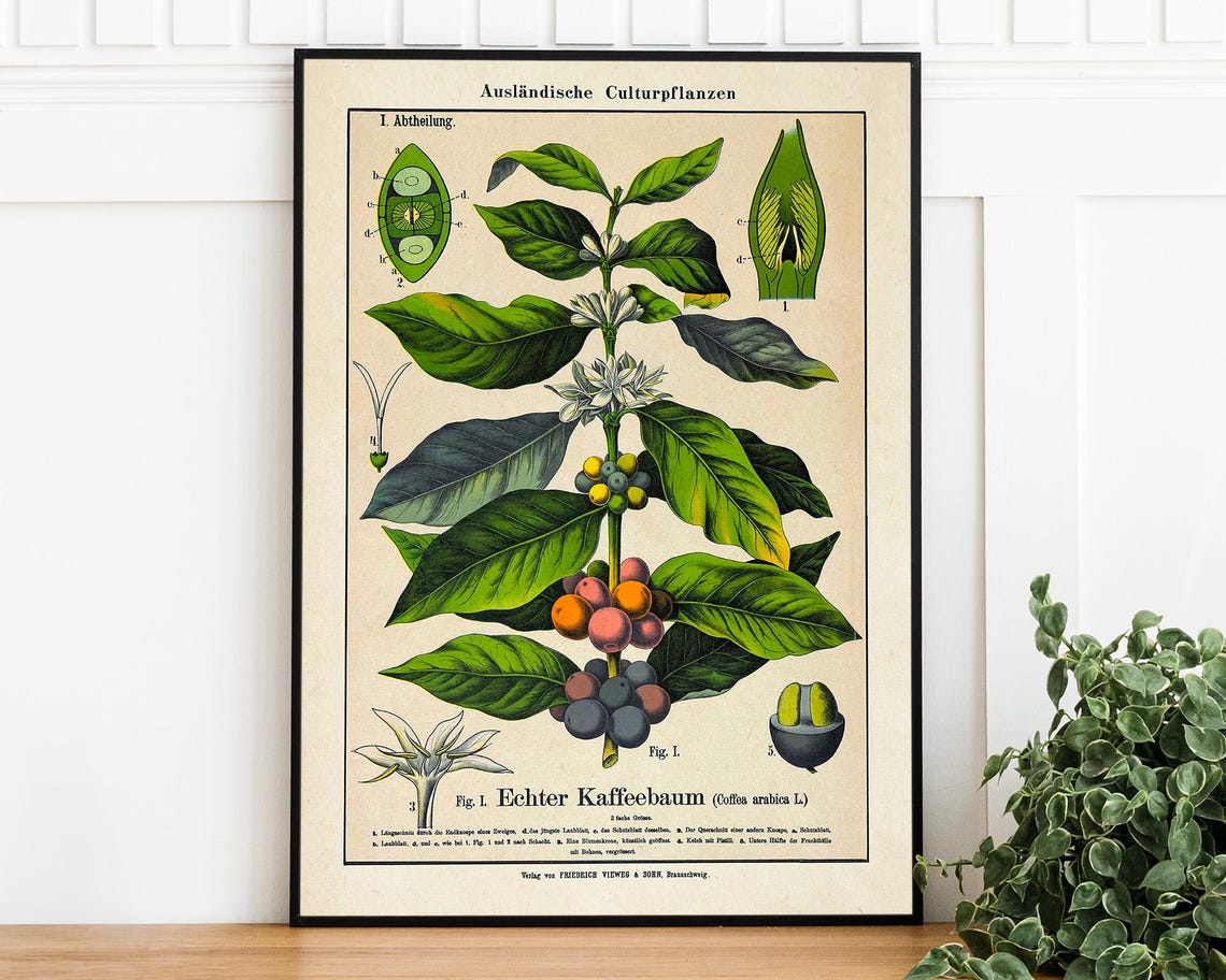 Vintage Coffee Tree Botanical Chart Scientific Illustration Poster