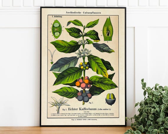 Vintage Coffee Plant Print Retro Art Poster Trendy Wall Art Coffee Lover Gift Botanical Home Decor