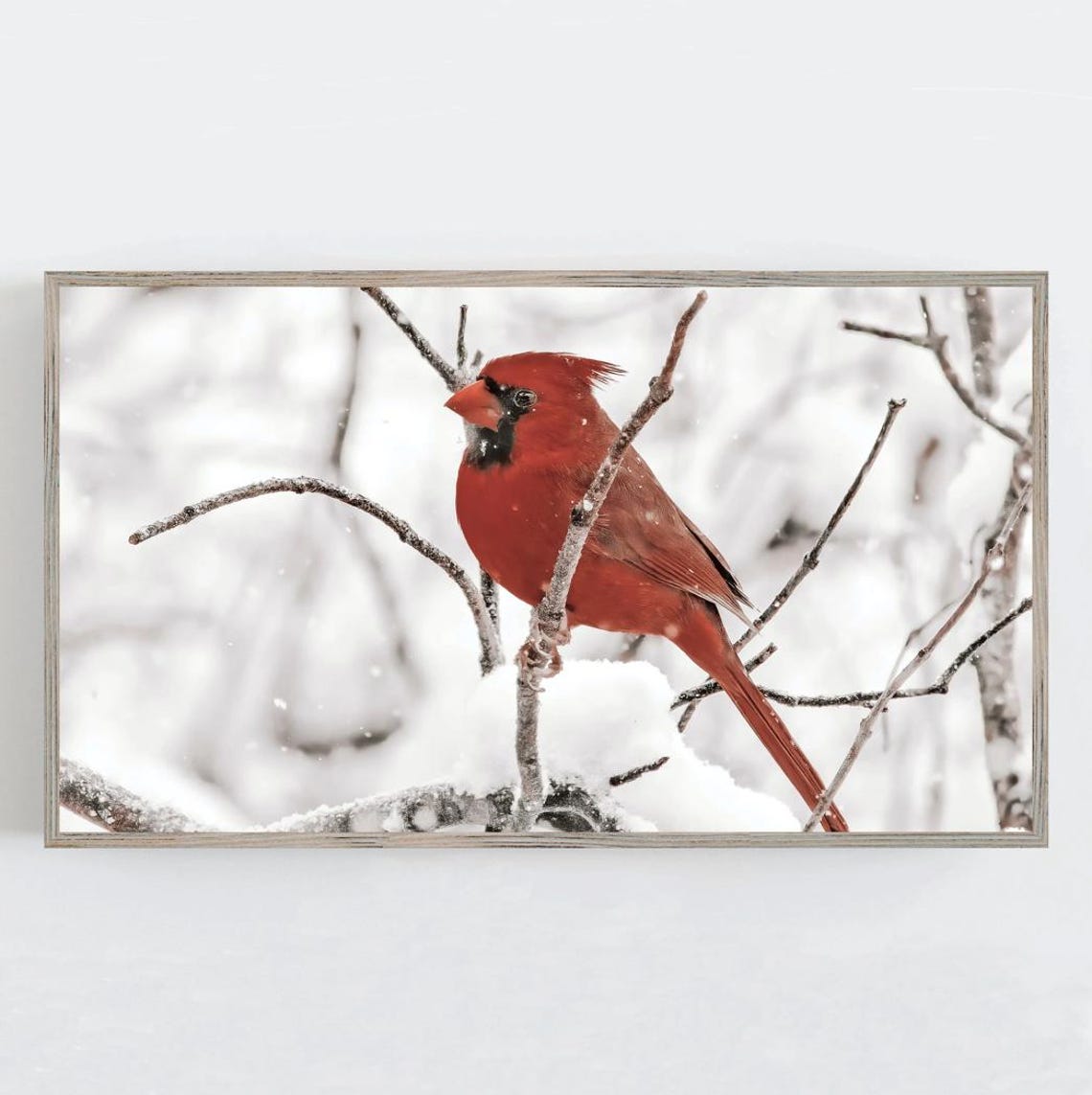 Red Cardinal Perched in Snowy Branches Winter Bird Portrait Poster