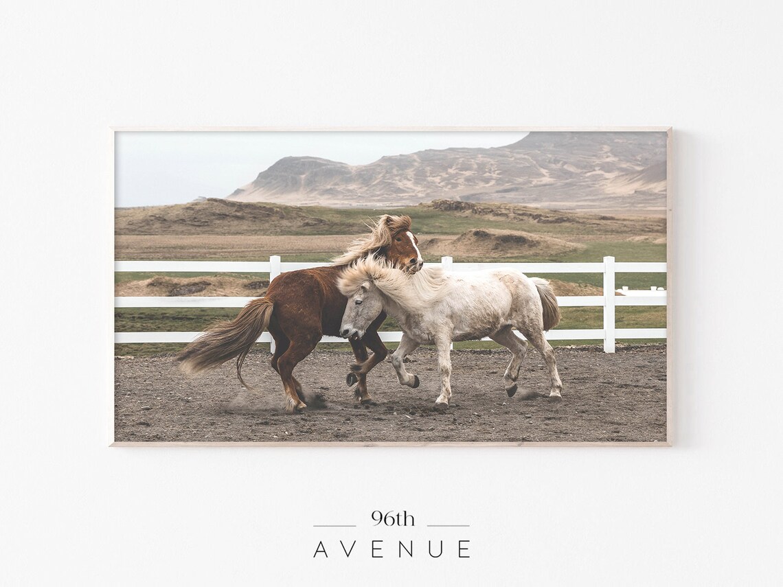 Icelandic Horses Playing White Fence Mountain Field Photo Poster