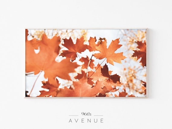Sunlit Red Orange Maple Leaves Close Up Autumn Foliage Poster