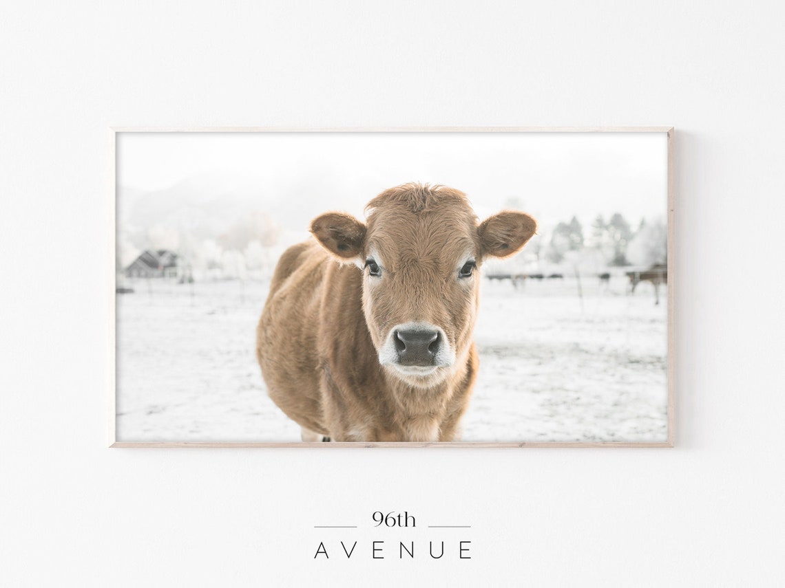Adorable Brown Calf Close-Up Portrait in Snowy Field Photo Poster