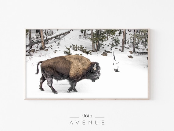 American Bison Walking Through Snow in a Winter Forest Poster