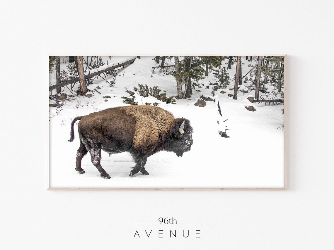 American Bison Walking Through Snow in a Winter Forest Poster