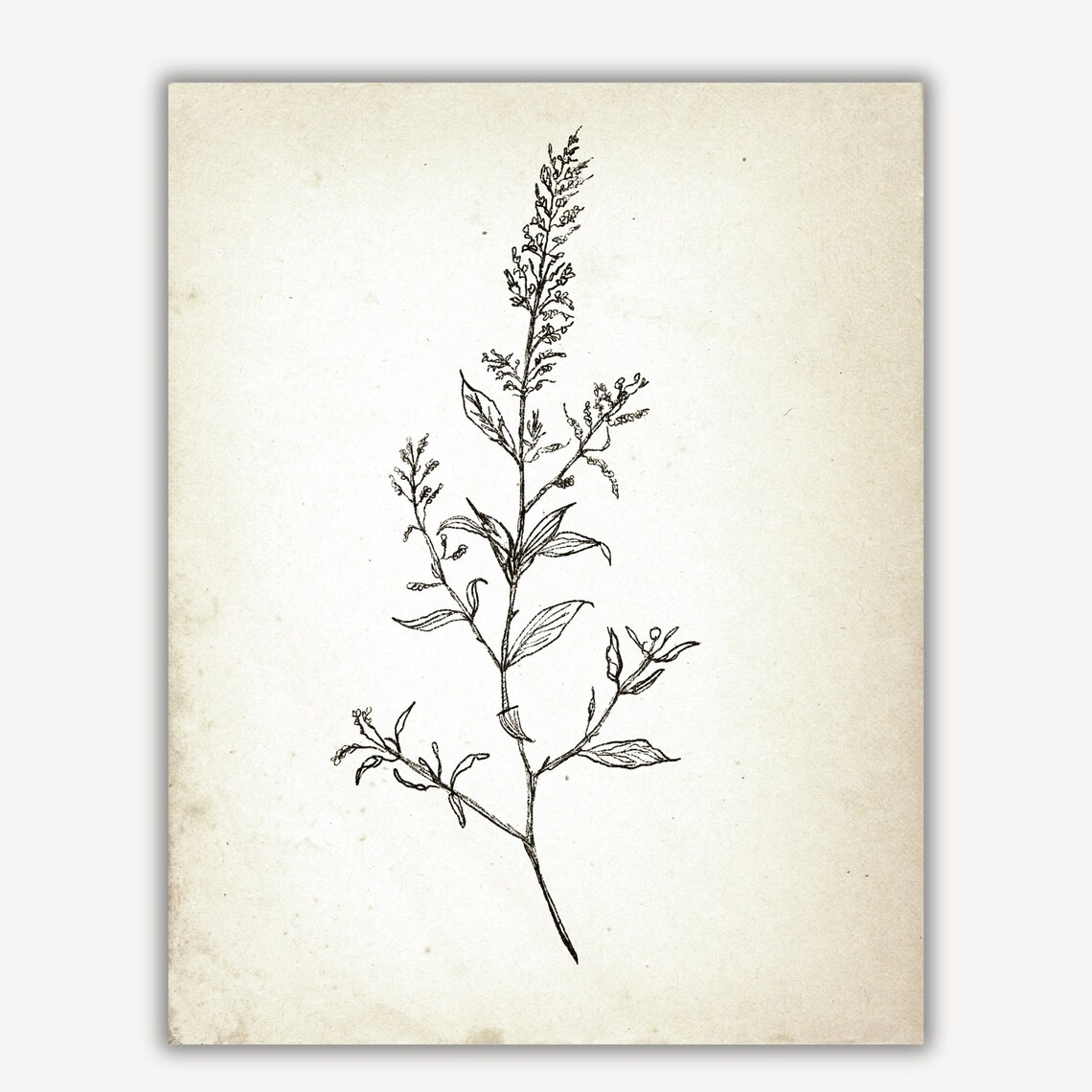 Vintage Wildflower Stem Botanical Sketch Neutral Farmhouse Line Print - Image 3
