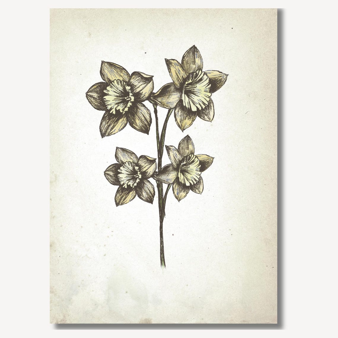 Four Daffodil Blooms On One Tall Stem Botanical Sketch Wall Art Piece - Image 2