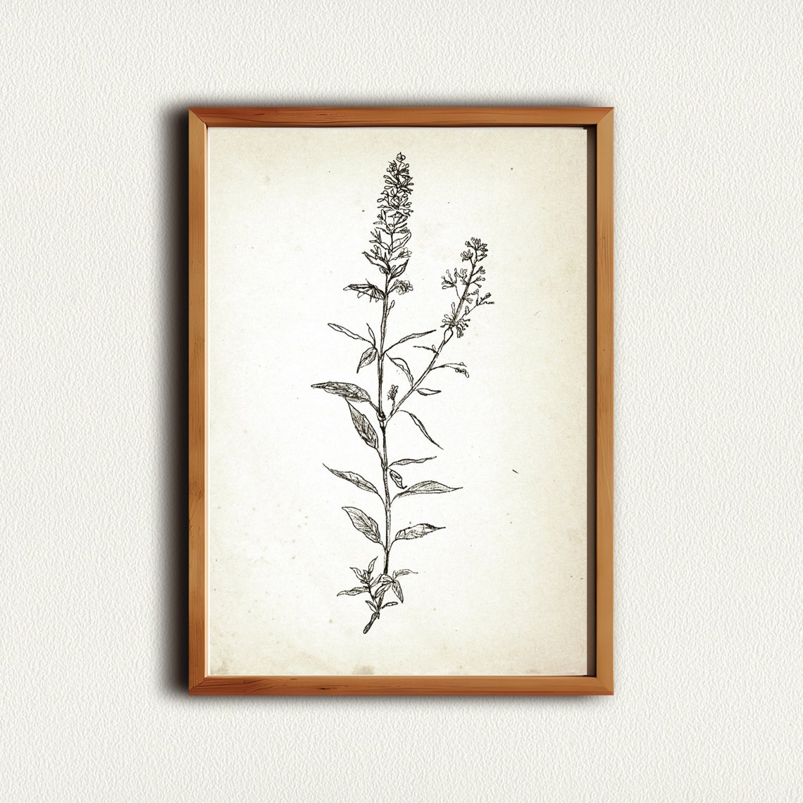 Tall Vintage Botanical Herb Stem Ink Sketch Rustic Farmhouse Print - Image 3