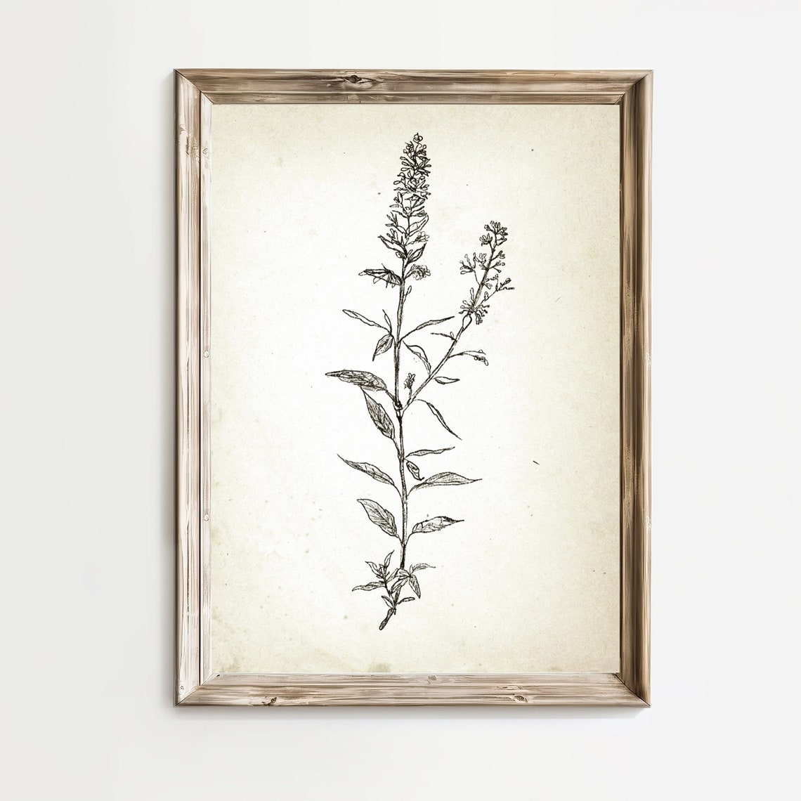 Tall Vintage Botanical Herb Stem Ink Sketch Rustic Farmhouse Print