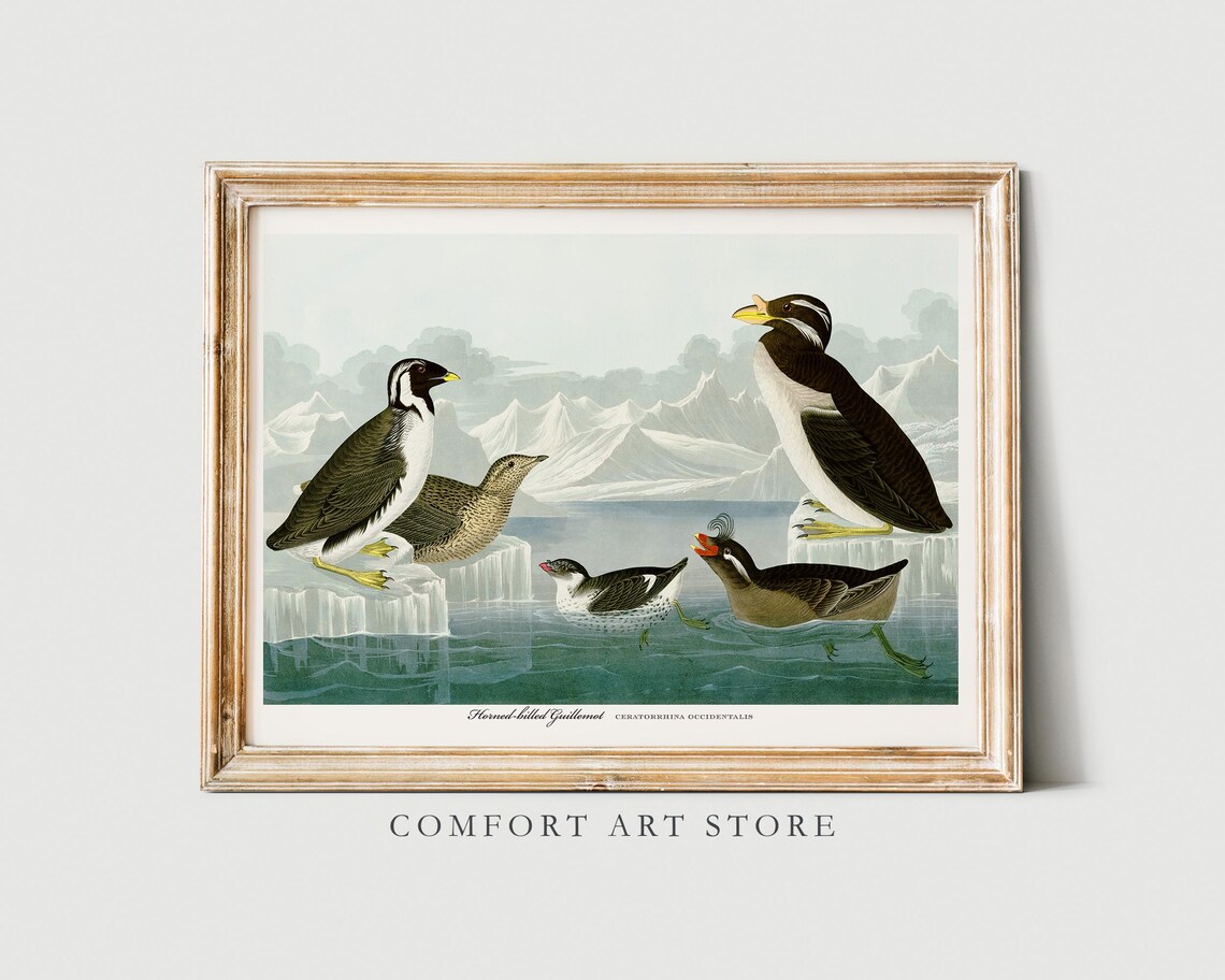 Horned Billed Guillemot Audubon Style Vintage Bird Art Poster