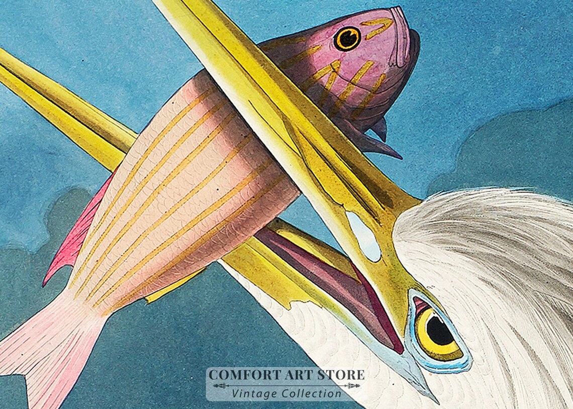 Audubon Print Set Sea Birds Vintage Nature Poster - Image 5