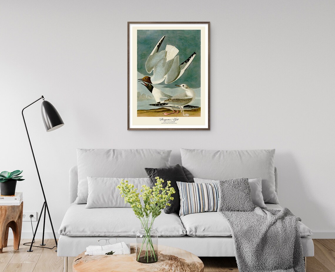 Bonapartian Gull Vintage Poster, John Audubon - Image 3