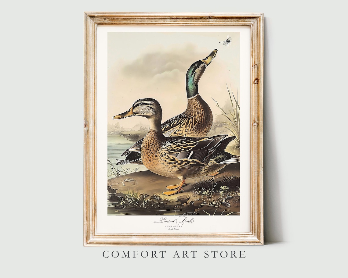 Audubon Style Pintail Duck Bird Print Poster