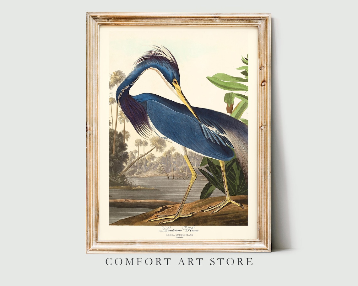 John Audubon Louisiana Heron Vintage Poster