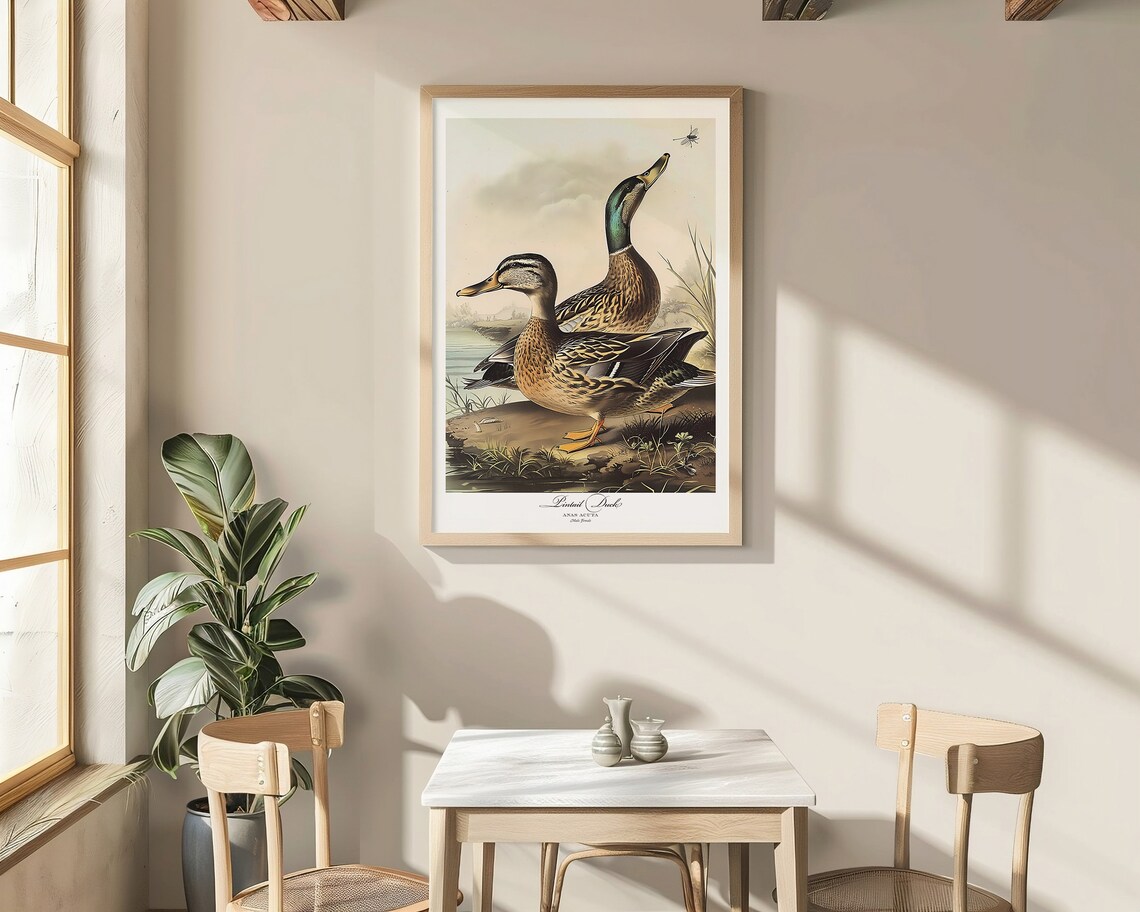 Audubon Style Pintail Duck Bird Print Poster - Image 5