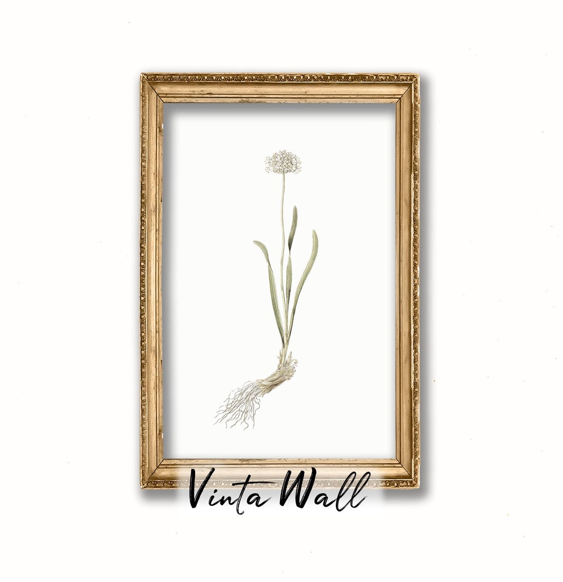 White Globe Allium Bloom Vintage Botanical Illustration Art Print - Image 4
