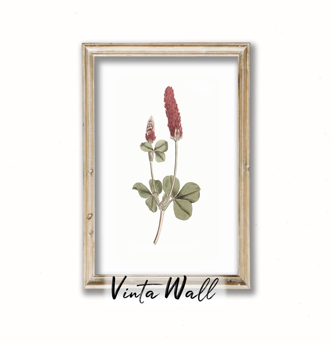 Crimson Clover Wildflower Vintage Botanical Illustration Art Print