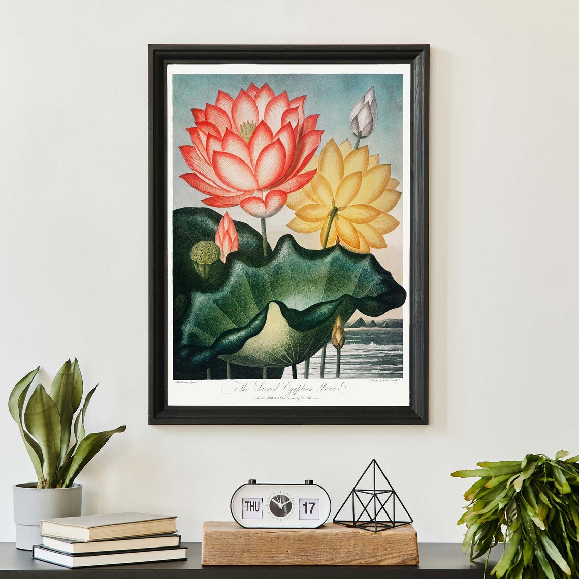 Robert John Thornton Sacred Egyptian Bean Lotus Flower Poster - Image 3