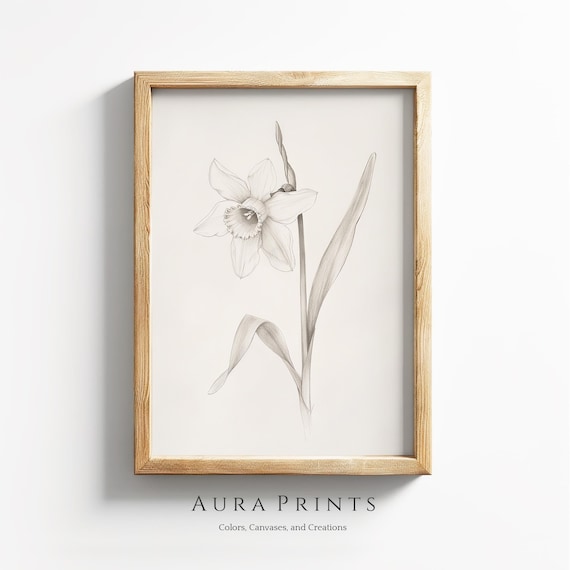 Antique Daffodil Botanical Pencil Sketch Vintage Floral Drawing Poster