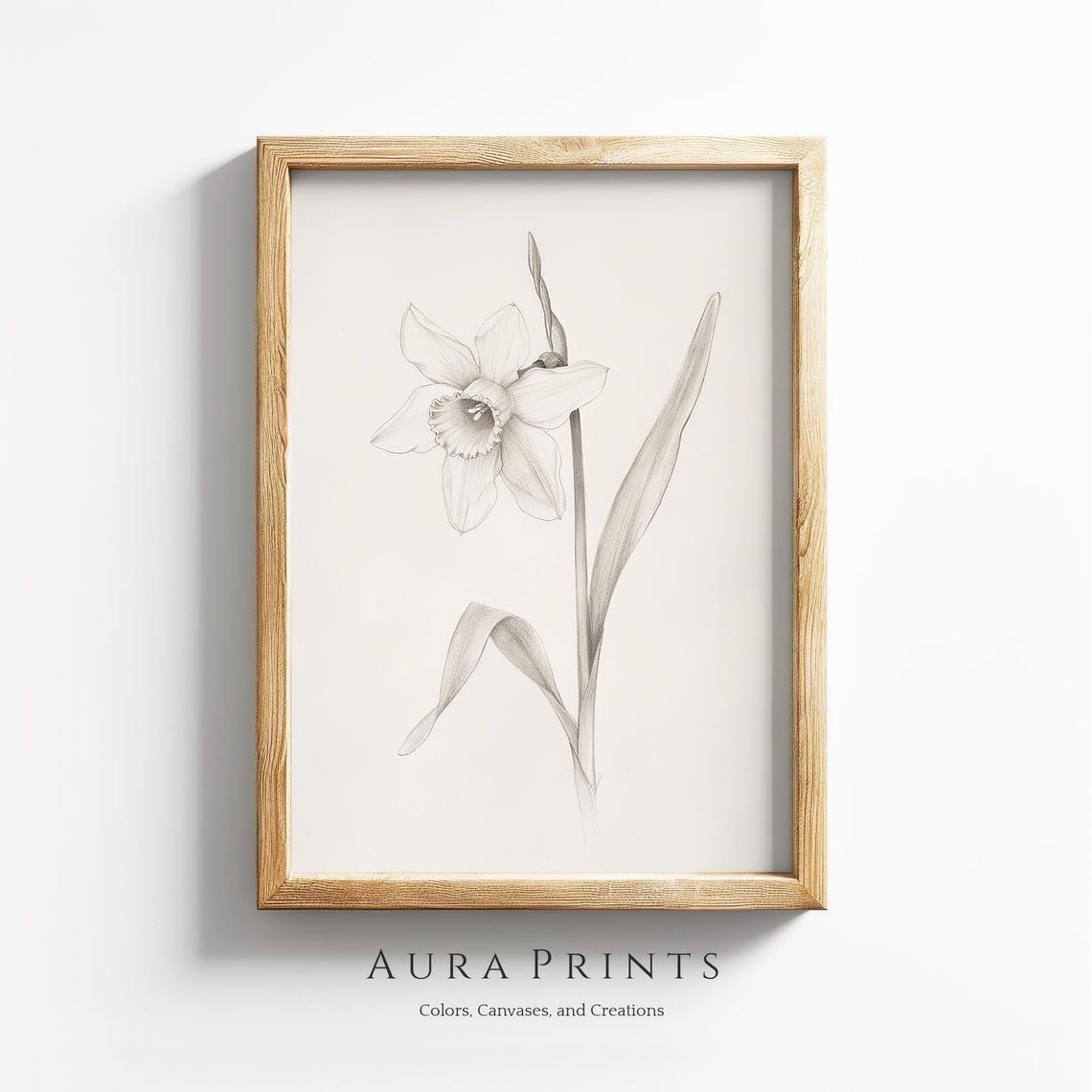 Antique Daffodil Botanical Pencil Sketch Vintage Floral Drawing Poster
