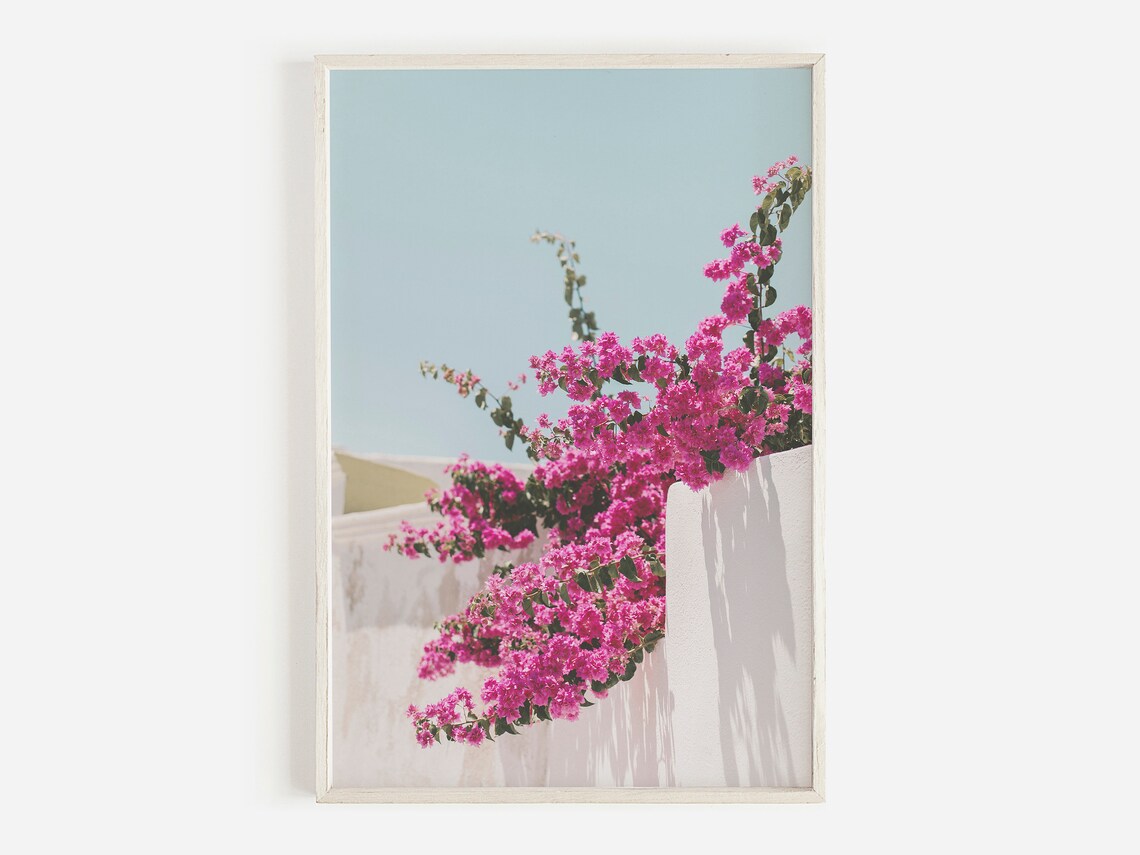 Bougainvillea Flower Photo, Santorini Greece Floral