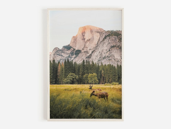 Deer in Meadow, Yosemite Wildlife Wall Art Print