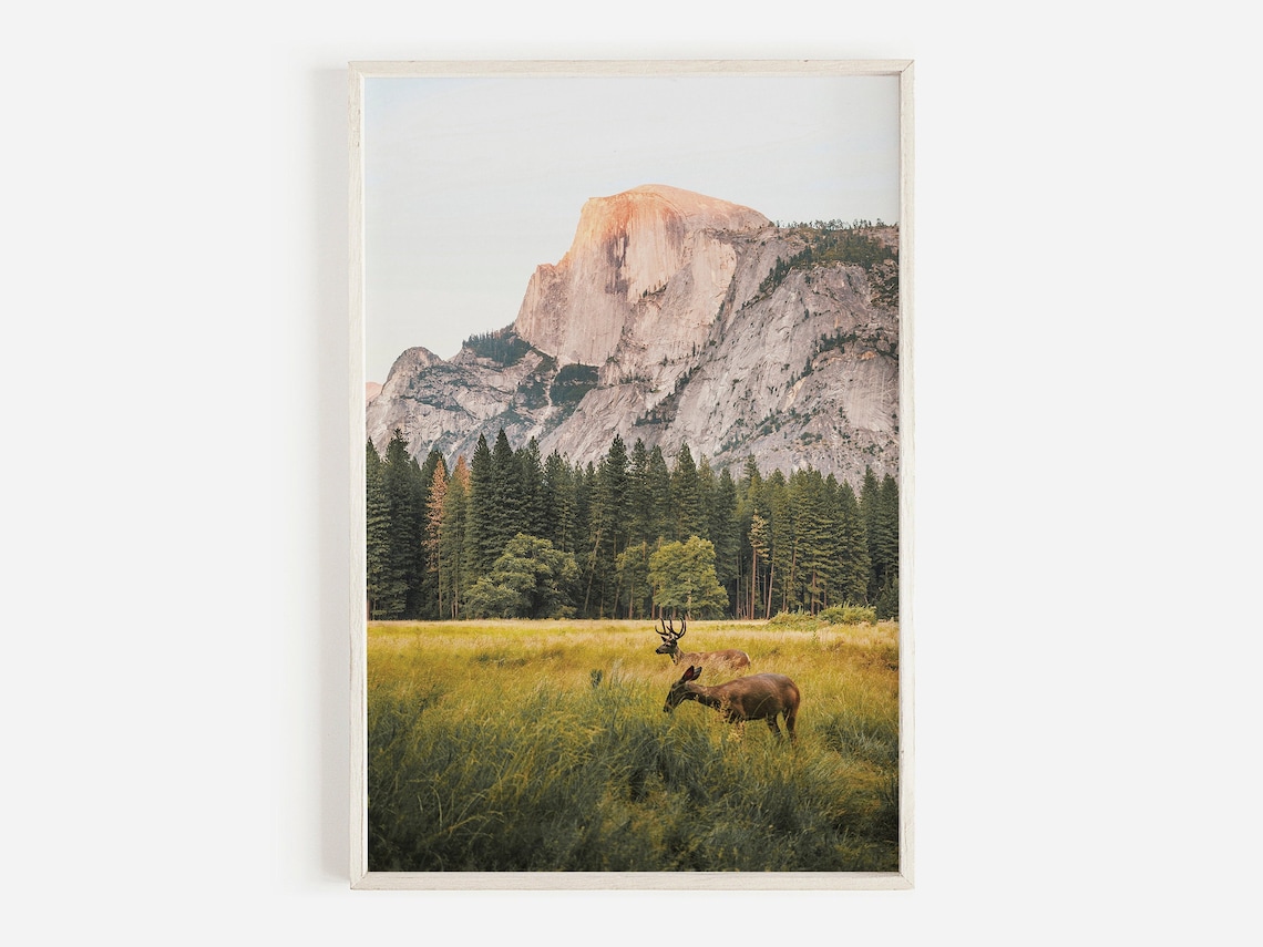 Deer in Meadow, Yosemite Wildlife Wall Art Print