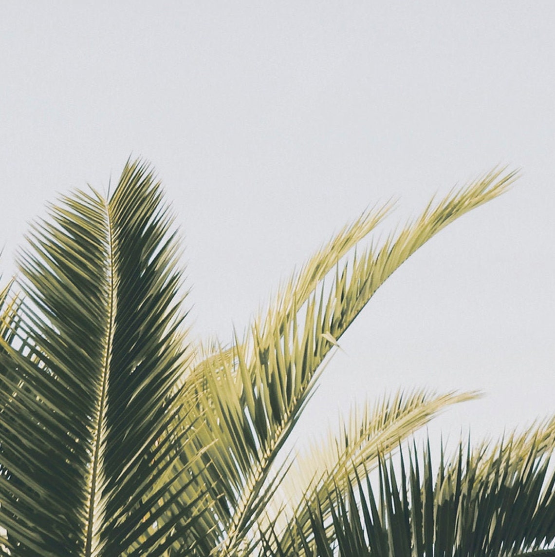 Palm Fronds Pale Sky Minimal Botanical Tropical Close Up Poster - Image 2