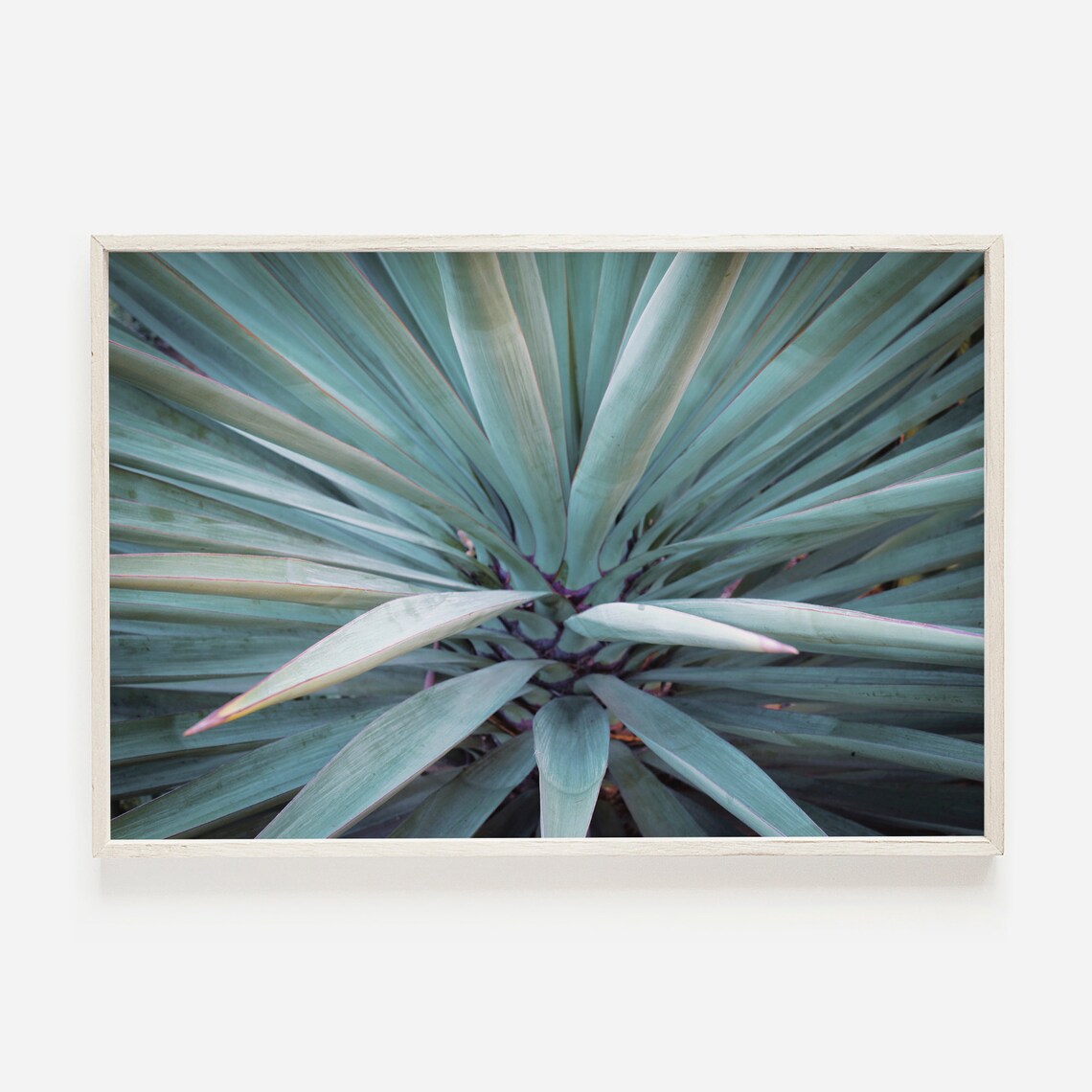 Blue Agave Mexico Wall Art, Southwest Plant Poster