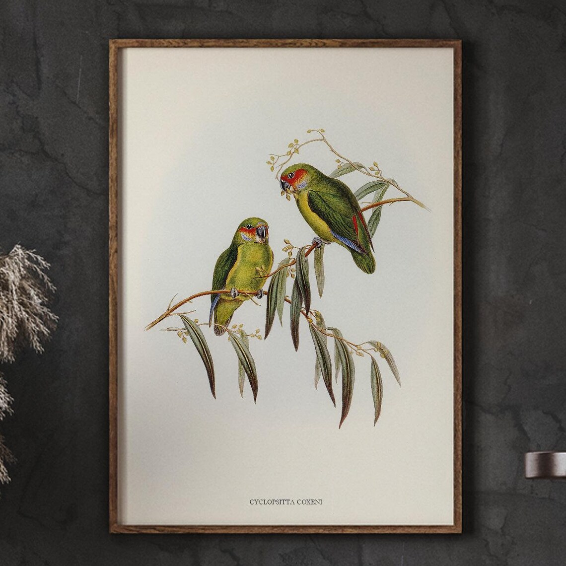 Cyclopsitta Coxeni Pair Vintage Green Parrot Illustration Poster
