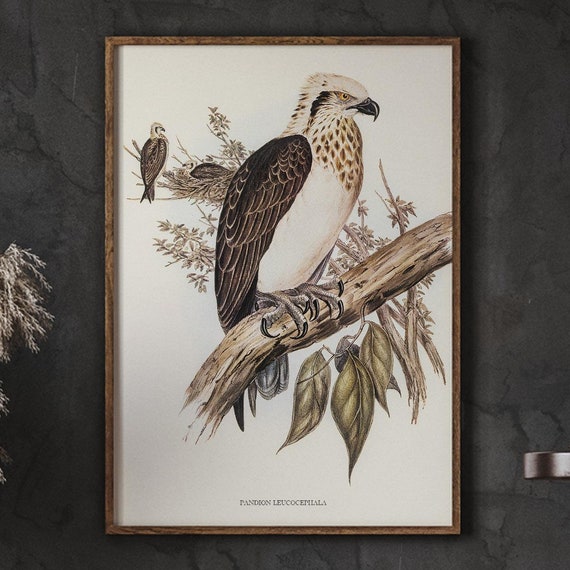 Animal Nursery Wall Art Vintage Eagle Print Birds Illustration Farmhouse Kitchen Decor