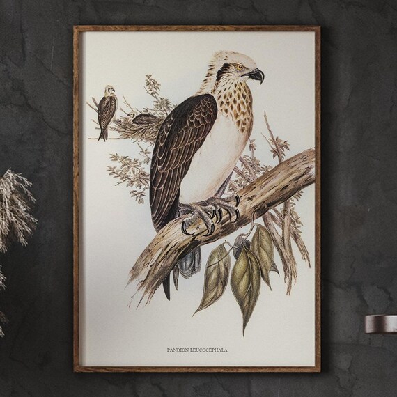 Pandion Leucocephala Sea Eagle Vintage Bird Illustration Poster