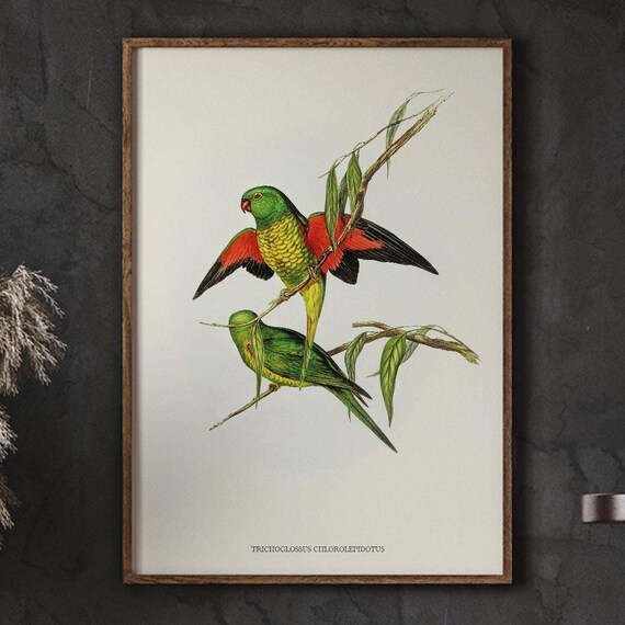Scaly Breasted Lorikeet Pair Vintage Natural History Bird Poster