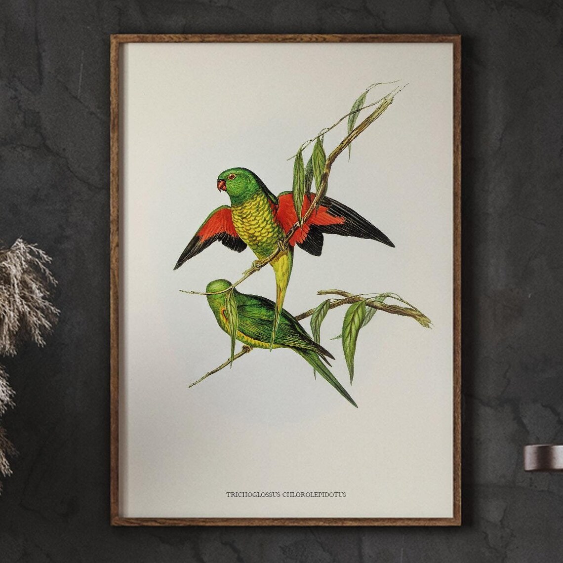 Scaly Breasted Lorikeet Pair Vintage Natural History Bird Poster