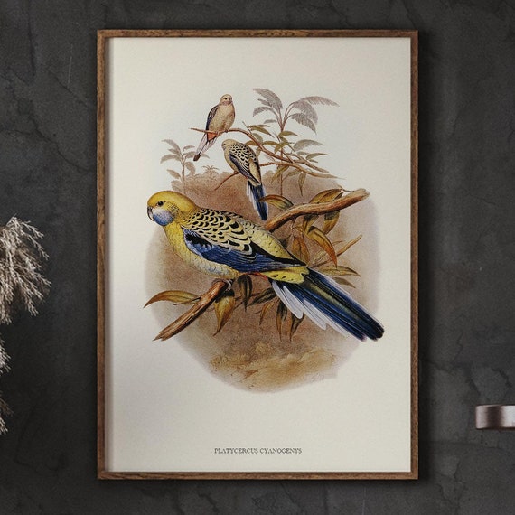 Animal Nursery Wall Art Bluecheeked Parakeet Home Decor Vintage Living Room