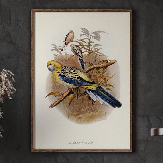 Platycercus Cyanogenys Trio Vintage Parrot Naturalist Art Poster